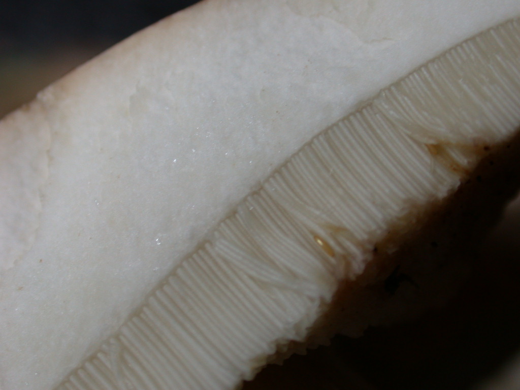 Quiz....Quiz...Quiz.. QUID ???